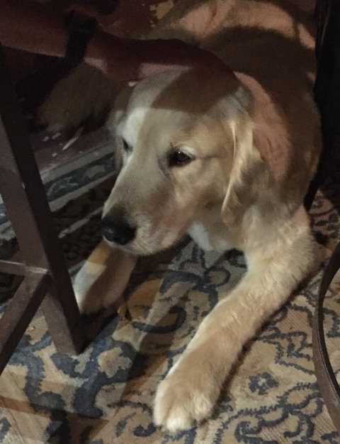 Grand Cru Wood Oven Restaurant - QLD Tourism 5