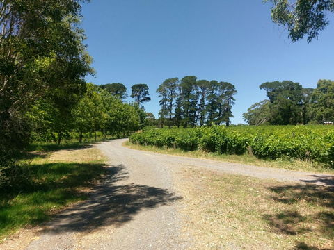 Lost In The Vines - QLD Tourism 28