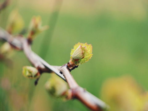 Lost In The Vines - QLD Tourism 16