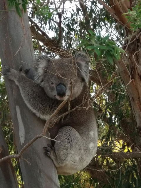 Lost In The Vines - QLD Tourism 29
