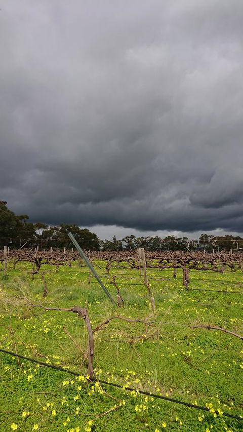 Lost In The Vines - QLD Tourism 27
