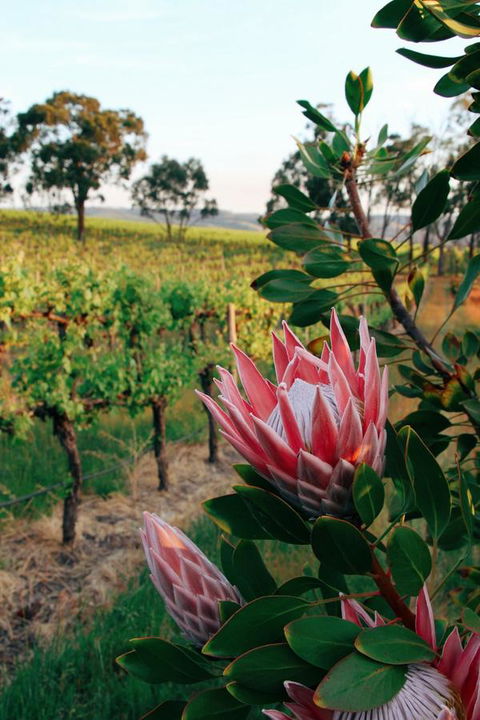 Lost In The Vines - QLD Tourism 14