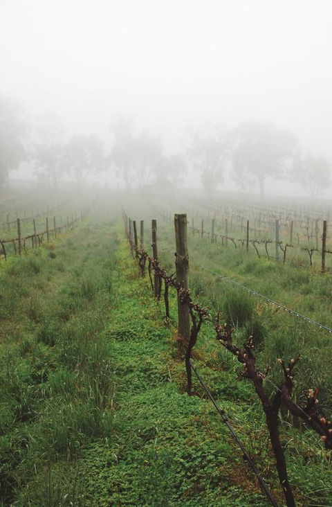 Lost In The Vines - QLD Tourism 15