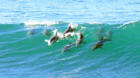 Mollymook Beach Waterfront - QLD Tourism 4