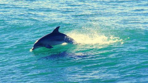 Mollymook Beach Waterfront - QLD Tourism 22