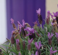 The Purple Door on Seaview - QLD Tourism