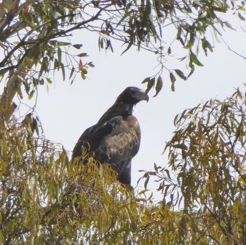 Molly's Chase - QLD Tourism 30