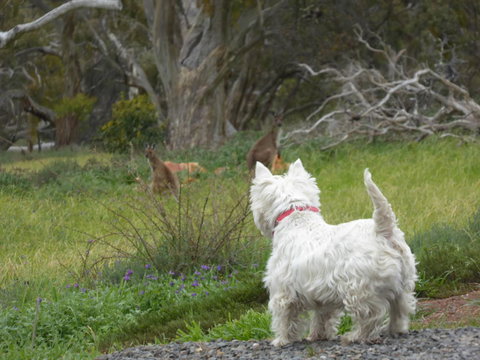 Molly's Chase - QLD Tourism 27