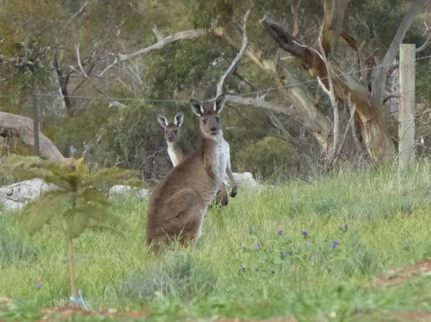 Molly's Chase - QLD Tourism 10