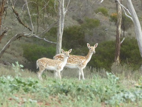 Molly's Chase - QLD Tourism 25