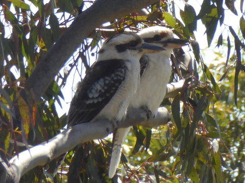 Molly's Chase - QLD Tourism 26