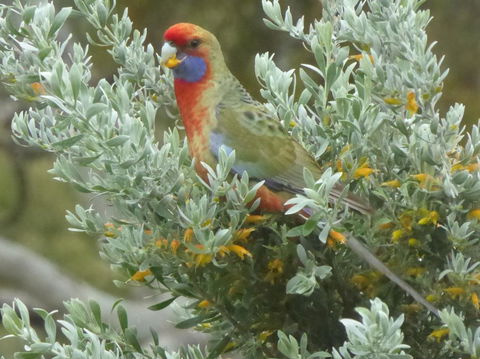 Molly's Chase - QLD Tourism 24