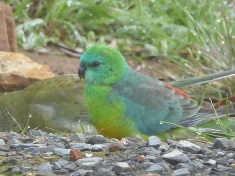 Molly's Chase - QLD Tourism 15