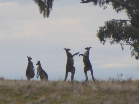 Molly's Chase - QLD Tourism 23