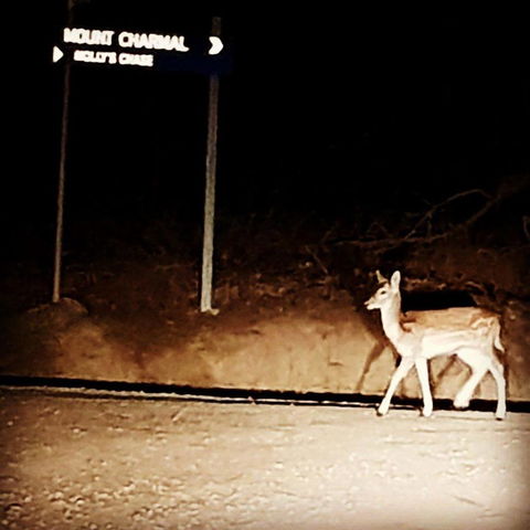 Molly's Chase - QLD Tourism 32