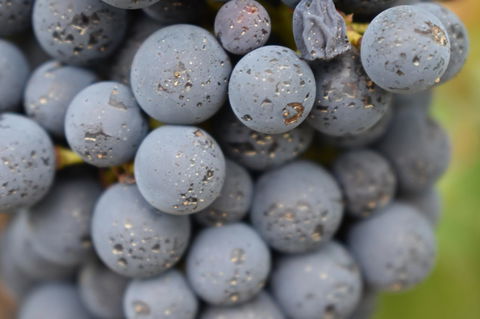 A Coonawarra Experience - Queensland Tourism 23