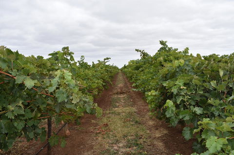 A Coonawarra Experience - Queensland Tourism 25