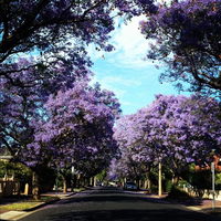 Book Wayville Accommodation Vacations QLD Tourism QLD Tourism