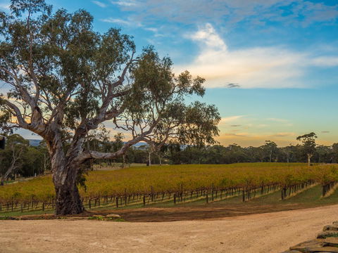 Shadow Creek McLaren Vale - QLD Tourism 23