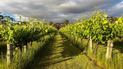 Shadow Creek McLaren Vale - QLD Tourism 20
