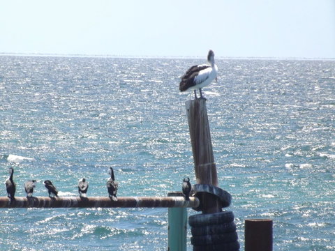 Home On Torrens - QLD Tourism 10