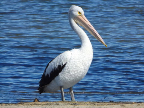 Coorong Waterfront Retreat - QLD Tourism 29