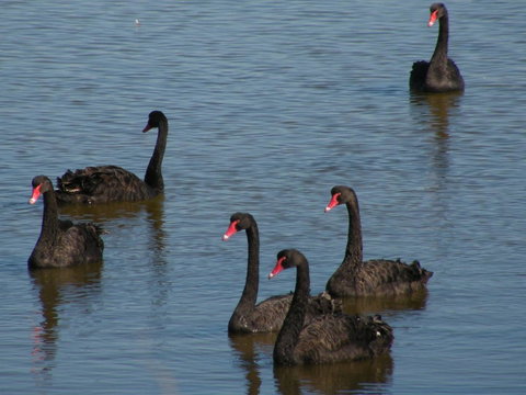 Coorong Waterfront Retreat - QLD Tourism 26