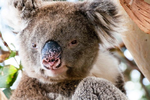 Admirals Inn - Queensland Tourism 31