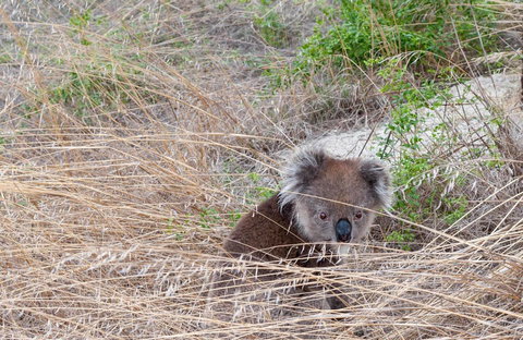 Admirals Inn - Queensland Tourism 33