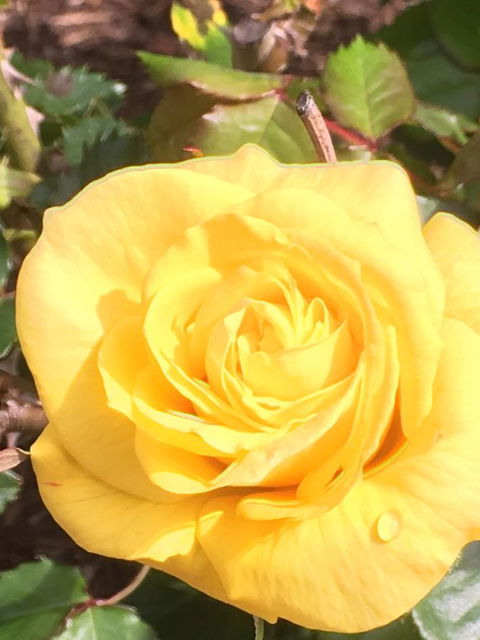 Wine And Roses Bed And Breakfast - QLD Tourism 41