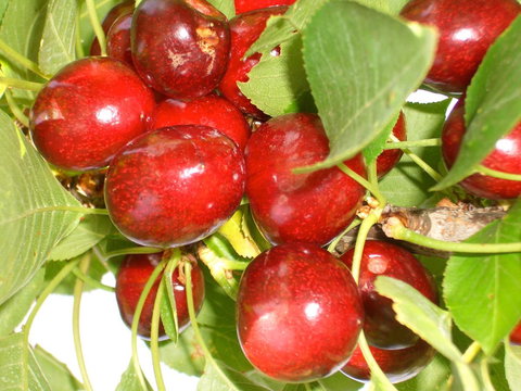 STUDIO ECHUNGA Adelaide Hills - QLD Tourism 19