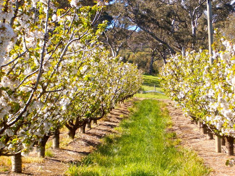 STUDIO ECHUNGA Adelaide Hills - QLD Tourism 18