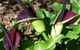 Country Bakehouse Accommodation - thumb 19