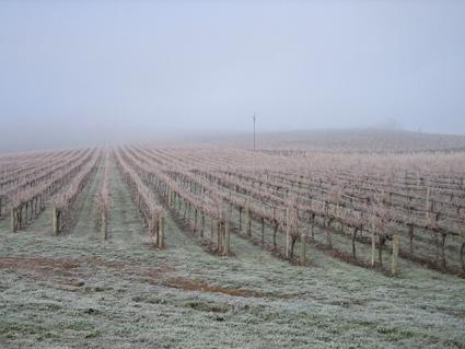 Vineyard Cottage BnB - QLD Tourism 12