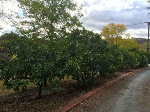 Vineyard Cottage BnB - QLD Tourism 11