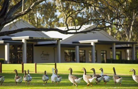 Serafino McLaren Vale - QLD Tourism 17