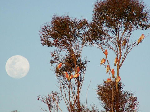 Burra Motor Inn - Queensland Tourism 28
