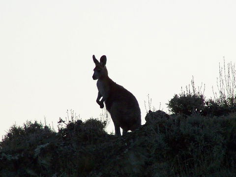 Burra Motor Inn - Queensland Tourism 37