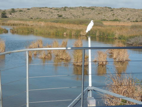 PS Federal Retreat Paddle Steamer Goolwa - QLD Tourism 11