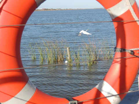 PS Federal Retreat Paddle Steamer Goolwa - QLD Tourism 18