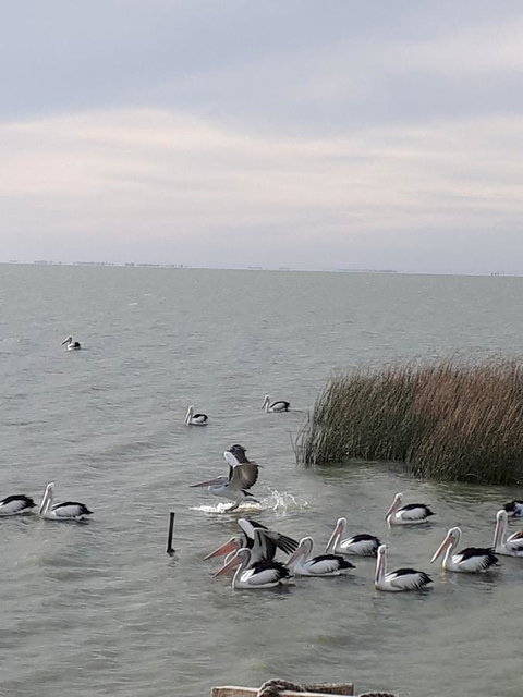 Meningie Waterfront Motel - QLD Tourism 29