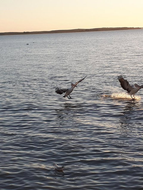 Meningie Waterfront Motel - QLD Tourism 21