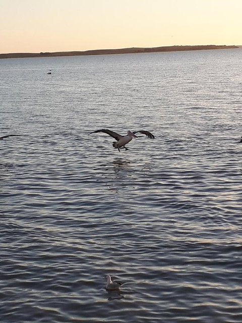 Meningie Waterfront Motel - QLD Tourism 22