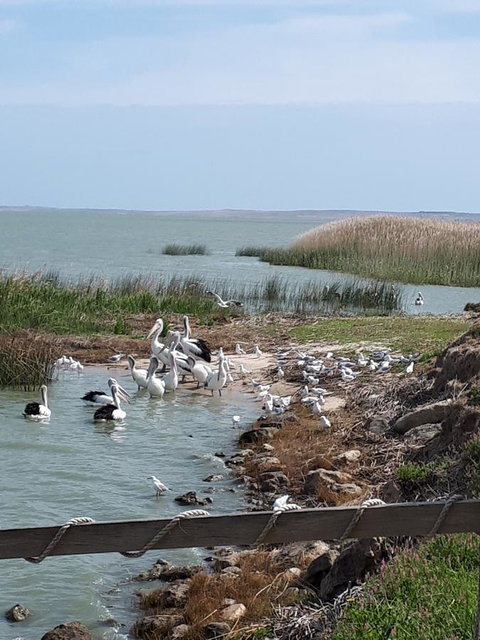 Meningie Waterfront Motel - QLD Tourism 28