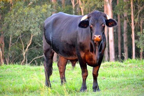 SummerHills Retreat Byron Bay - Queensland Tourism 38