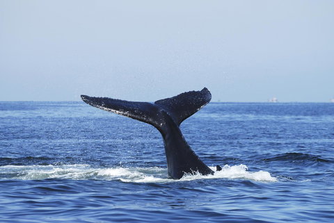 SummerHills Retreat Byron Bay - Queensland Tourism 30