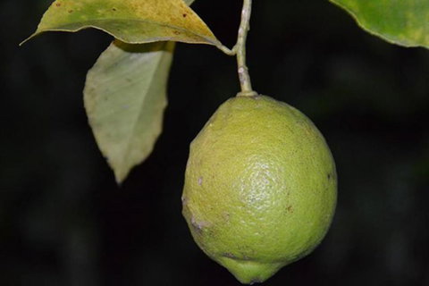 SummerHills Retreat Byron Bay - Queensland Tourism 34