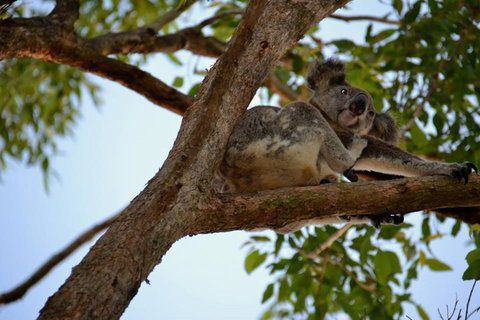 SummerHills Retreat Byron Bay - Queensland Tourism 36