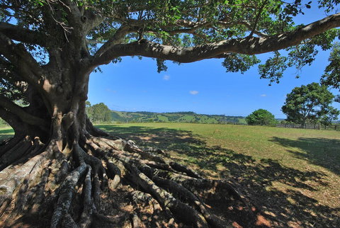SummerHills Retreat Byron Bay - Queensland Tourism 8