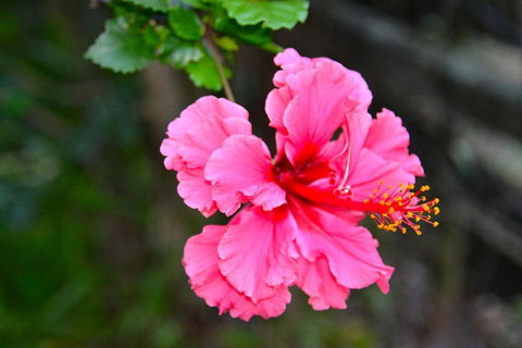 SummerHills Retreat Byron Bay - Queensland Tourism 35